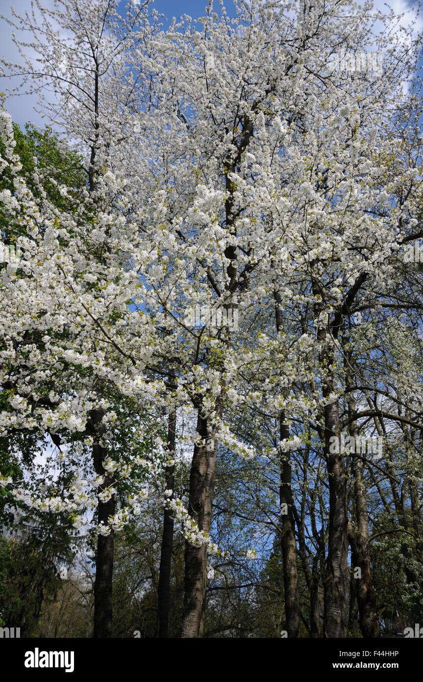 Cerise sauvage Banque D'Images