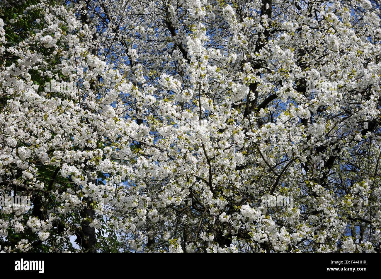 Cerise sauvage Banque D'Images