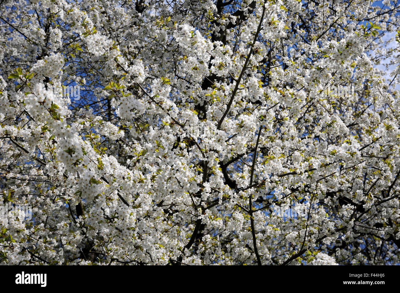 Cerise sauvage Banque D'Images