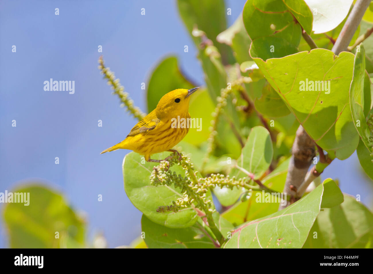 Paruline jaune perché sur feuilles de vigne dans la région de Fort Desoto national park, Floride Banque D'Images