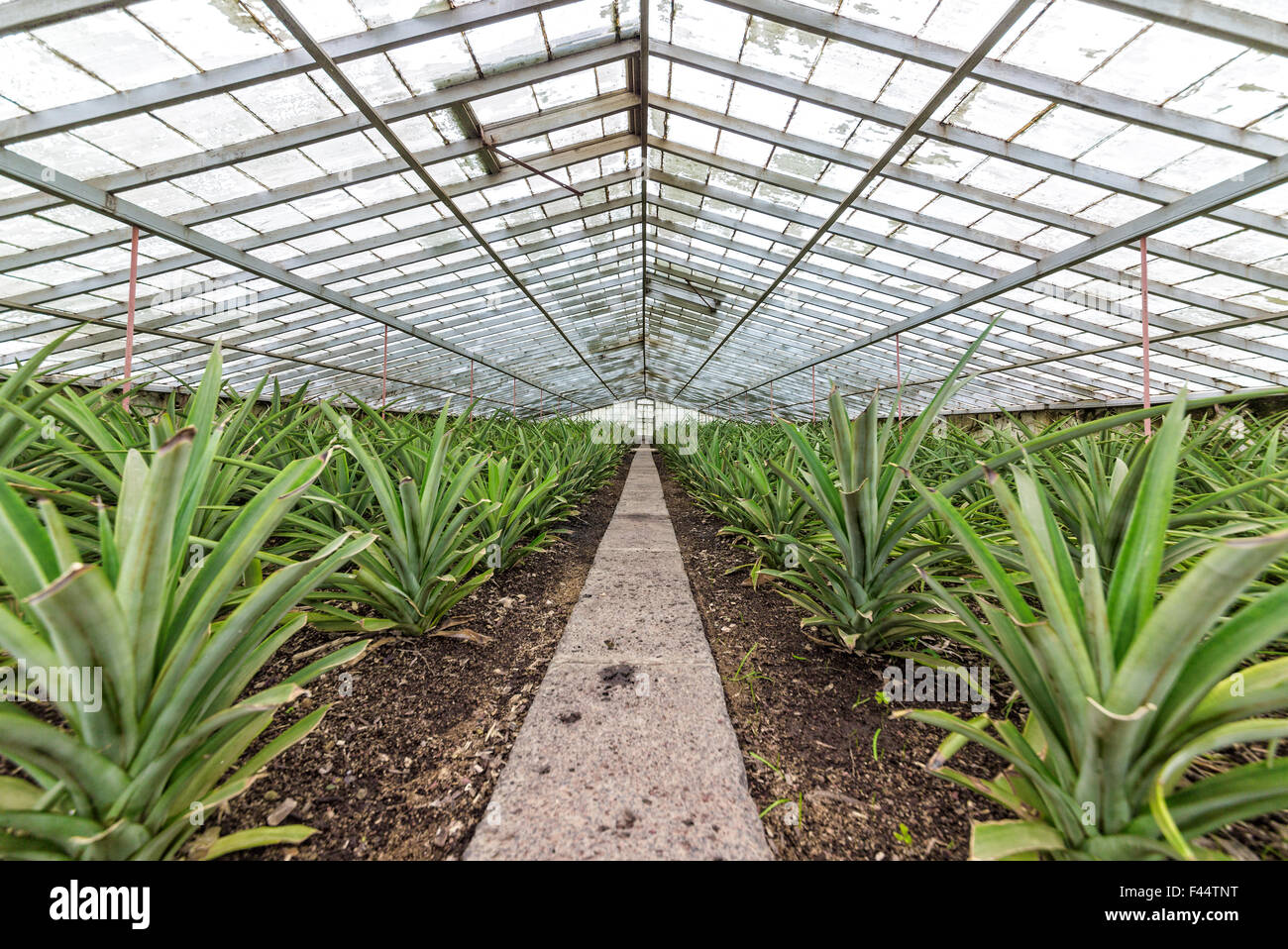 Les ananas frais de mieux en serre Banque D'Images