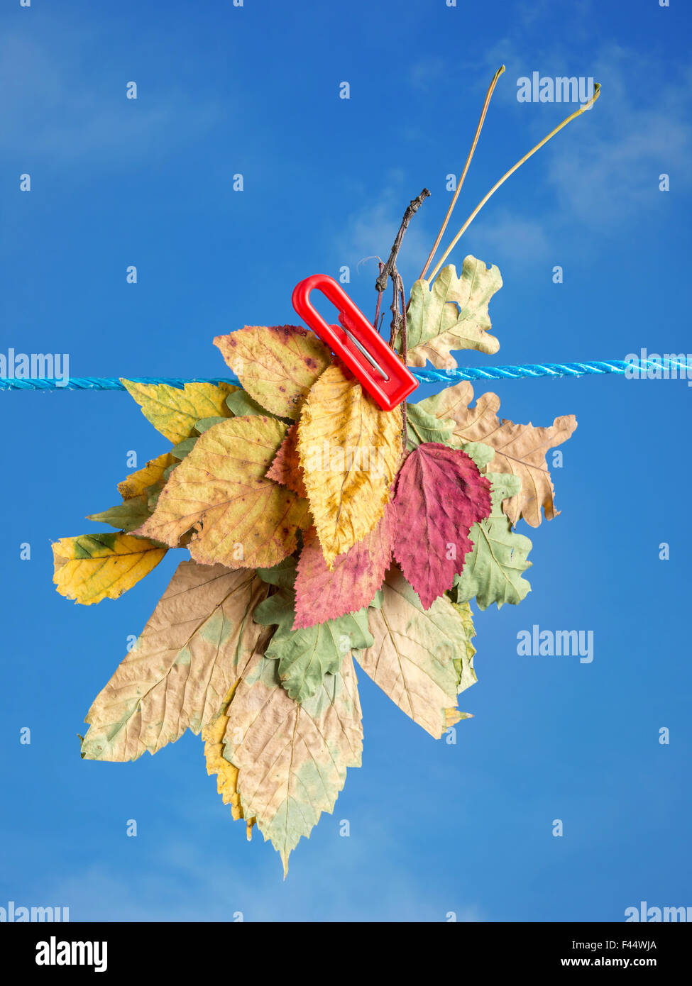 Groupe de différentes feuilles d'automne en plein air de séchage attaché à une chaîne de blanchisserie avec clip sur ciel bleu Banque D'Images