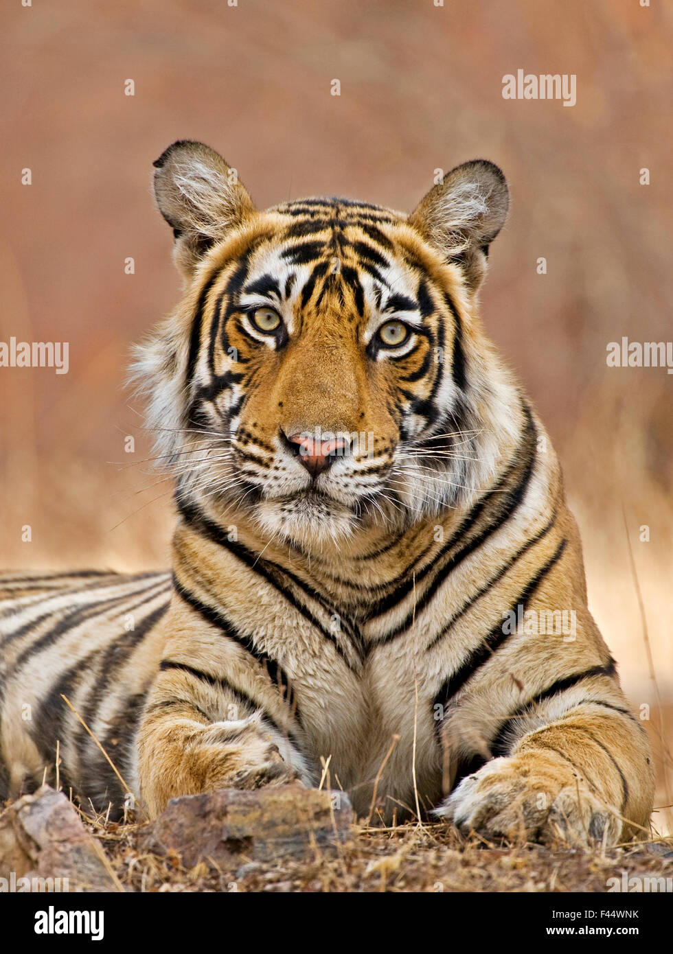 Tigre du Bengale (Panthera tigris tigris), l'Inde NP Ranthambore femelle Banque D'Images