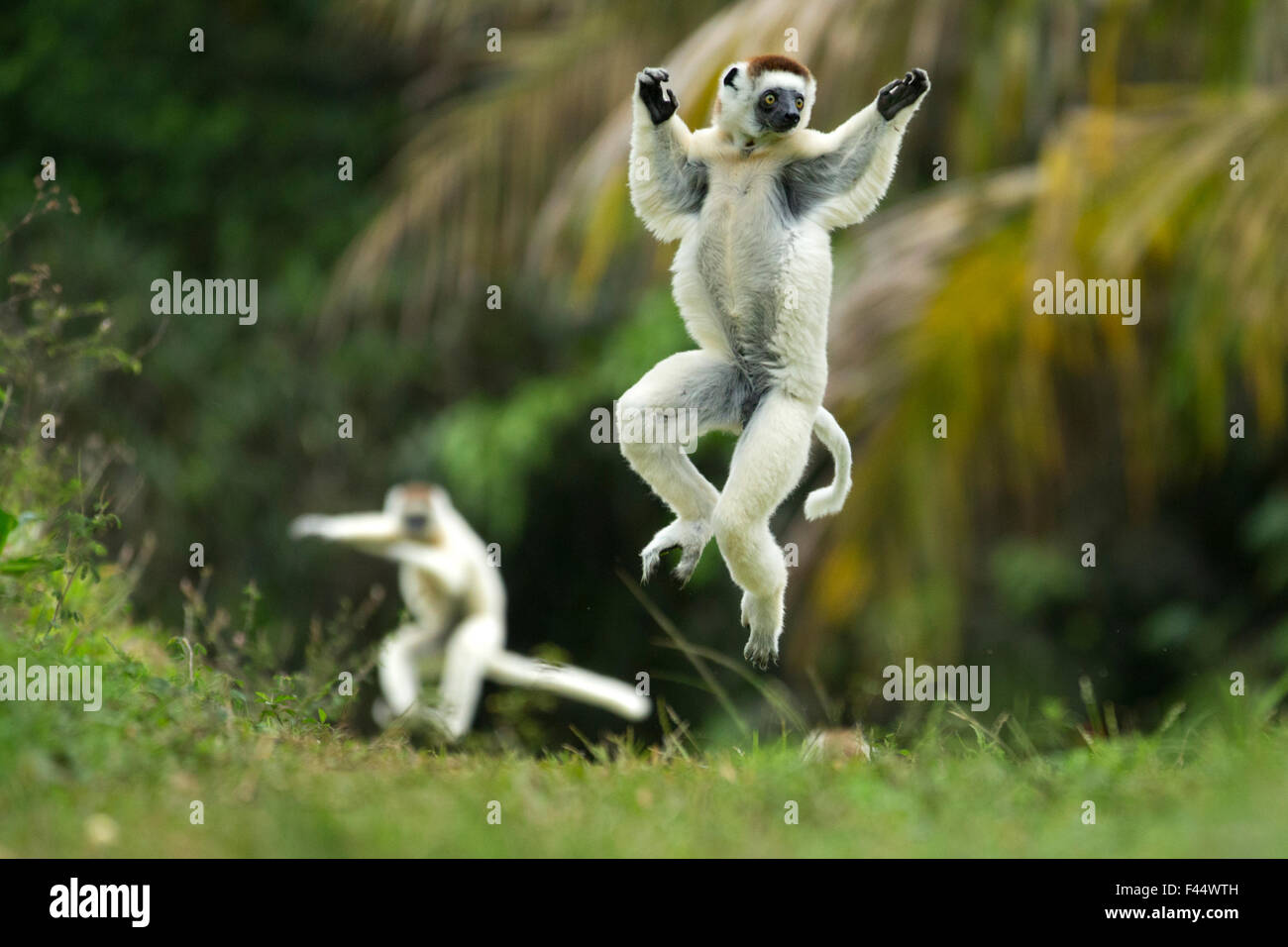 Propithèque de verreaux (Propithecus verreauxi) sauter ('Dancing') sur un terrain, à Madagascar Banque D'Images