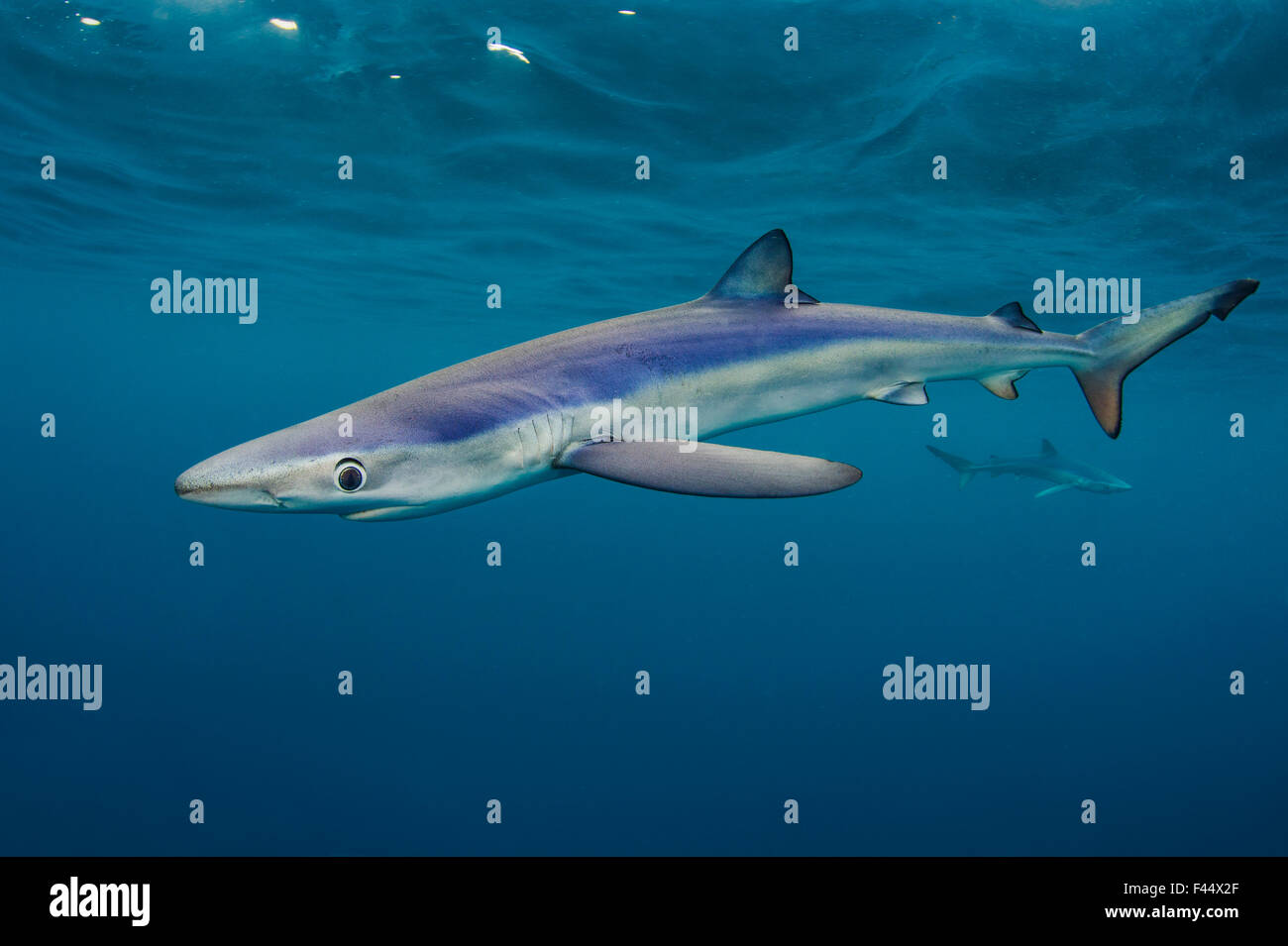 Le requin bleu (Prionace glauca) croisière sous la surface de la Manche. Penzance, Cornwall, Angleterre, Îles britanniques. Nord-est de l'océan Atlantique, août. Vainqueur de la côte maritime et la protection de la catégorie de la compétition 2014. Banque D'Images