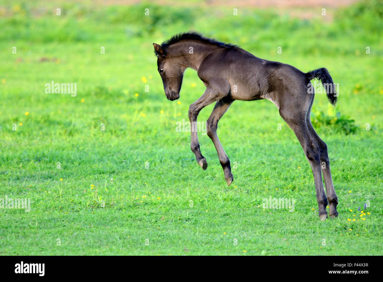 Cinq jours de pur-sang ancien poulain andalou (Equus caballus) jouant dans un champ, Alsace, France, mai. Banque D'Images Cinq jours de pur-sang ancien poulain andalou (Equus caballus) jouant dans un champ, Alsace, France, mai. Banque D'Images