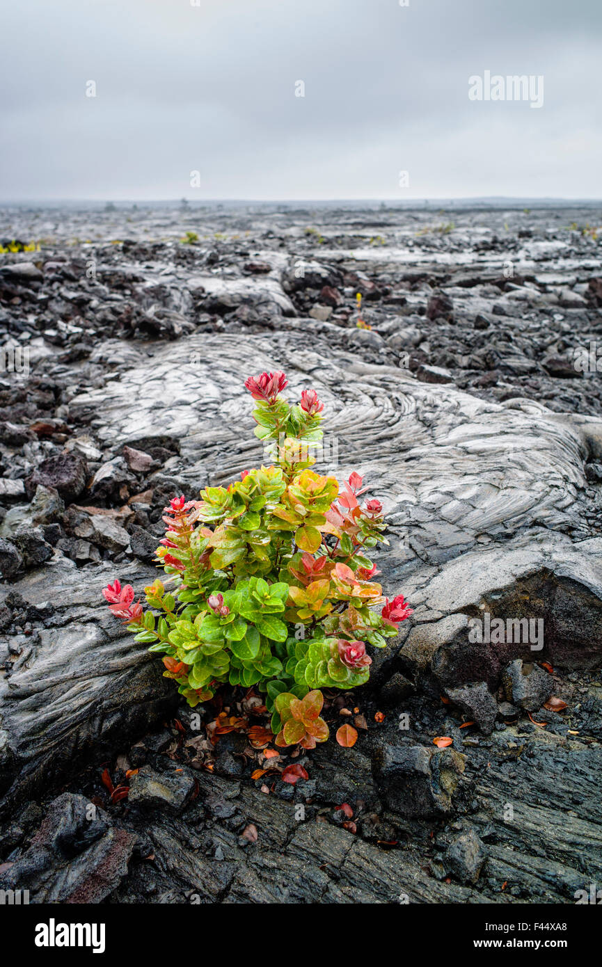Metrosideros polymorpha ʻŌhiʻa lehua ; ; ; Lehua poussant dans les champs de lave, Hawai'i Volcanoes National Park, Big Island, Hawaii Banque D'Images