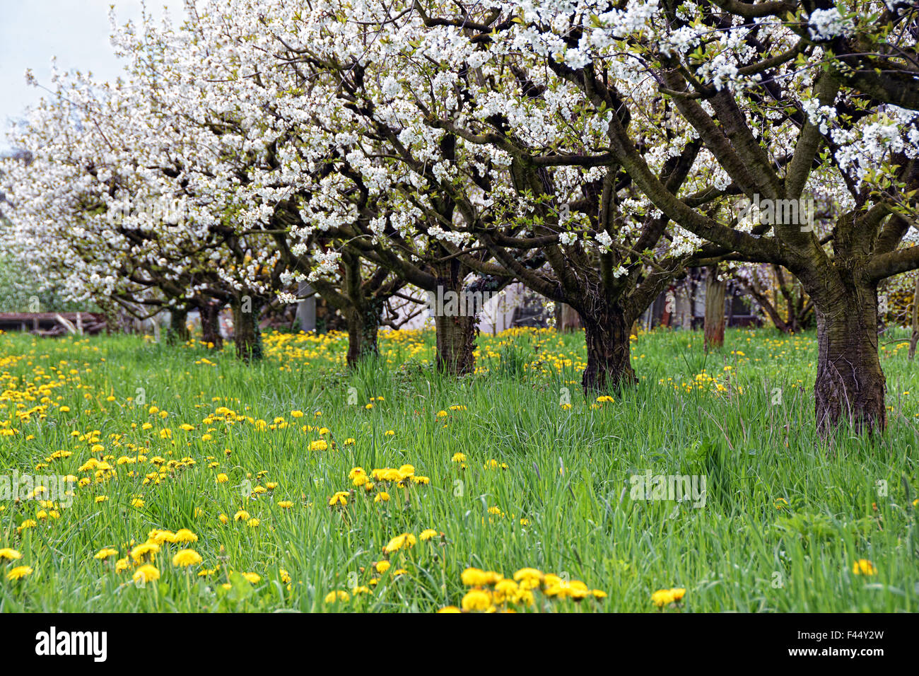 La saison des cerisiers en fleur Banque D'Images