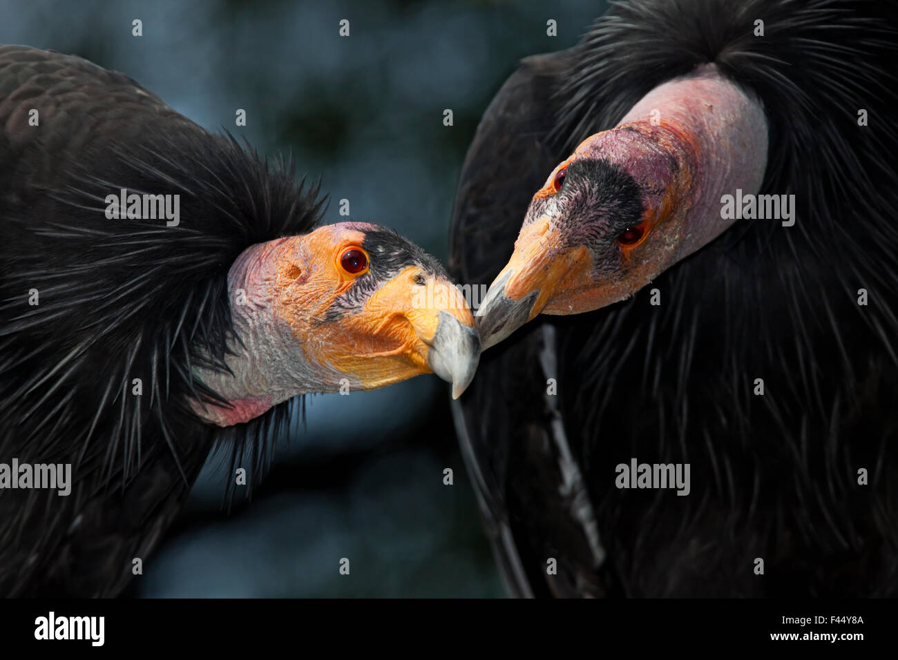 Condors de Californie (Gymnnogyps californicus) de l'interaction. En captivité. Les espèces en voie de disparition. Banque D'Images