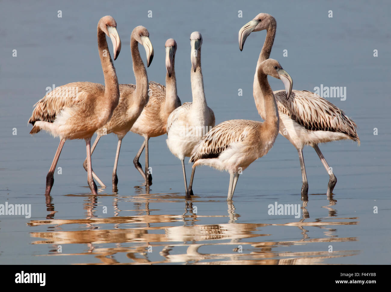 American flamingo (Phoenicopterus ruber) juvéniles, Ria Lagartos Réserve de biosphère, péninsule du Yucatan, Mexique, Août Banque D'Images