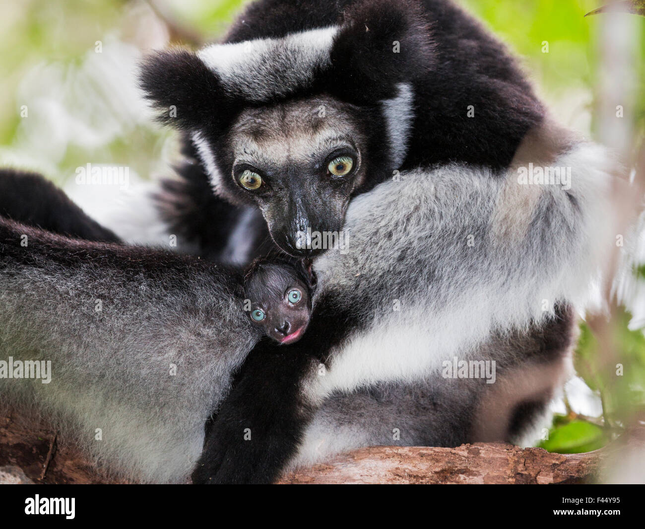 Indri lemur baby Banque de photographies et d’images à haute résolution ...