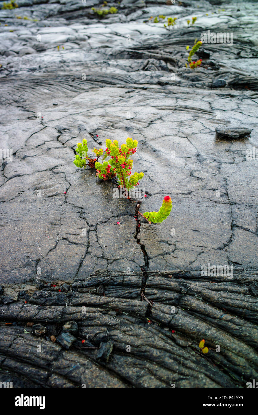 Metrosideros polymorpha ʻŌhiʻa lehua ; ; ; Lehua poussant dans les champs de lave, Hawai'i Volcanoes National Park, Big Island, Hawaii, Banque D'Images