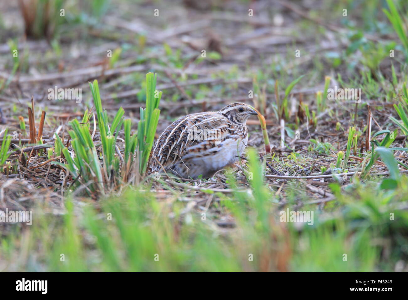 La caille japonaise (Coturnix japonica) au Japon Banque D'Images