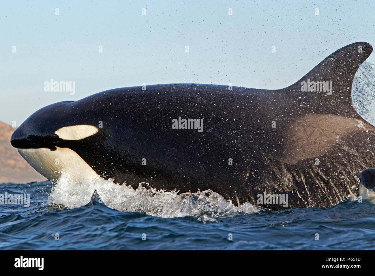 Épaulard (Orcinus orca) près de la surface alors que la chasse au dauphin, False Bay, Afrique du Sud. Banque D'Images