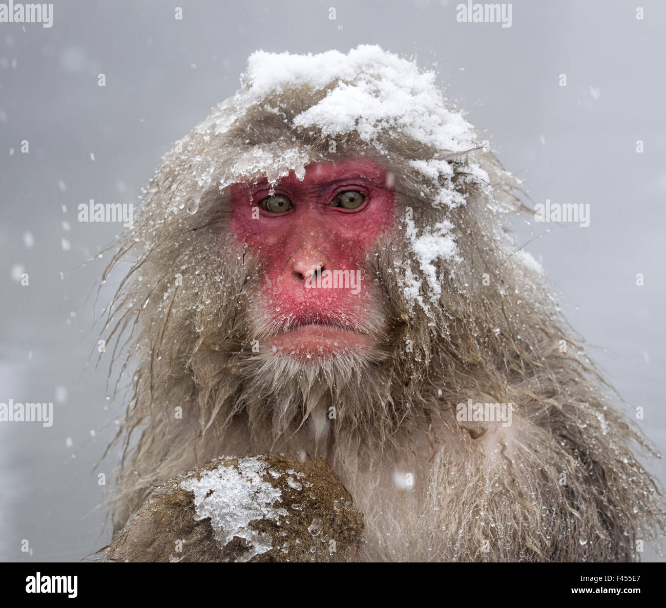 Macaque Japonais Macaca Fuscata Mere Tenant Son Bebe Dans Une Tempete De Neige Jigokudani Au Japon Photo Stock Alamy