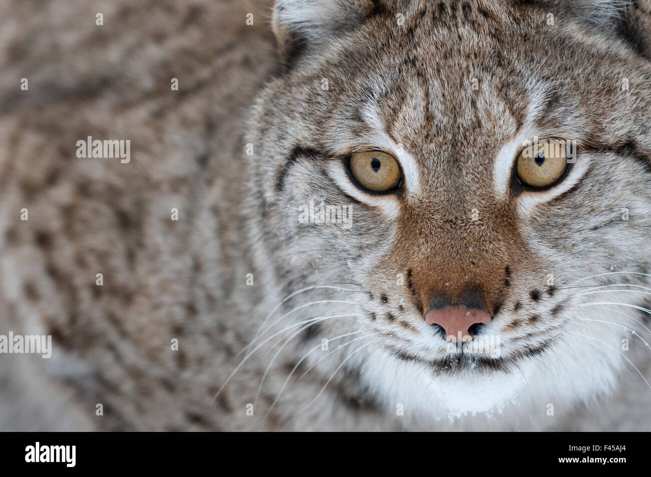 Portrait d'un lynx (Lynx lynx), Norvège, février. Banque D'Images