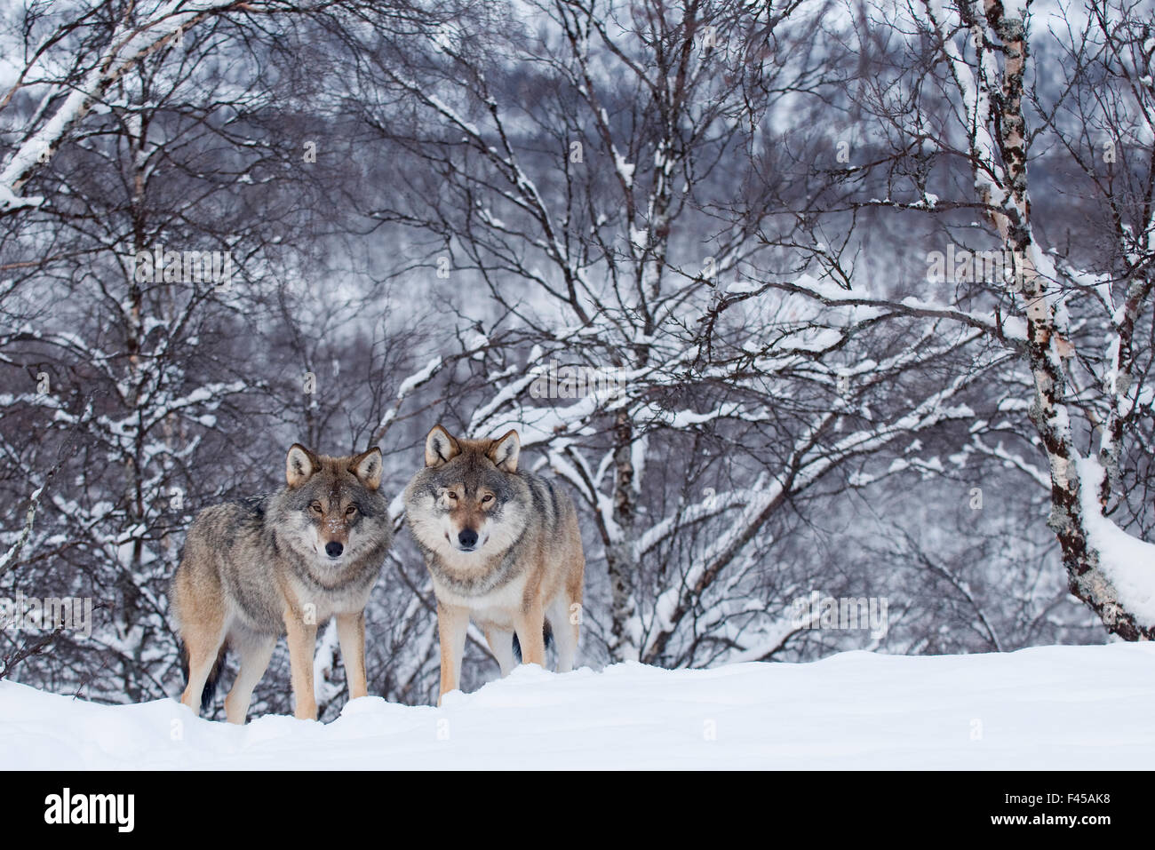 Deux loups gris (Canis lupus) dans la région de Woodland, captive, Norvège, février. Banque D'Images