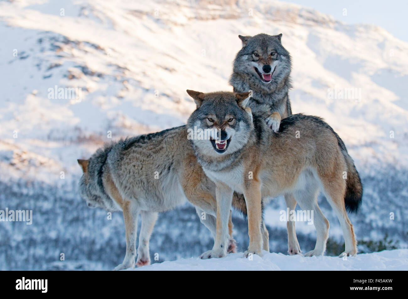 Trois loups gris (Canis lupus), Norvège, février. Banque D'Images