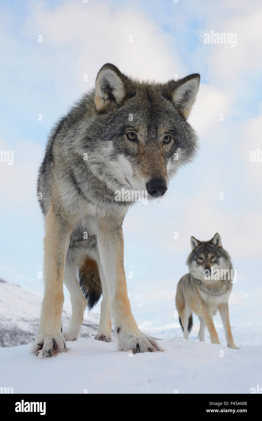Close-up grand angle de deux loups gris (Canis lupus), Norvège, février. Banque D'Images