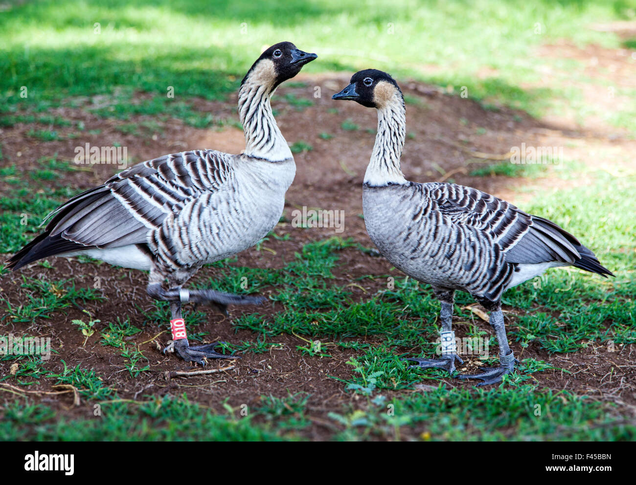 Disparition d'oiseaux de l'État de New York, Nene, Hawaiian Goose, parent éloigné d'oie canadienne Banque D'Images