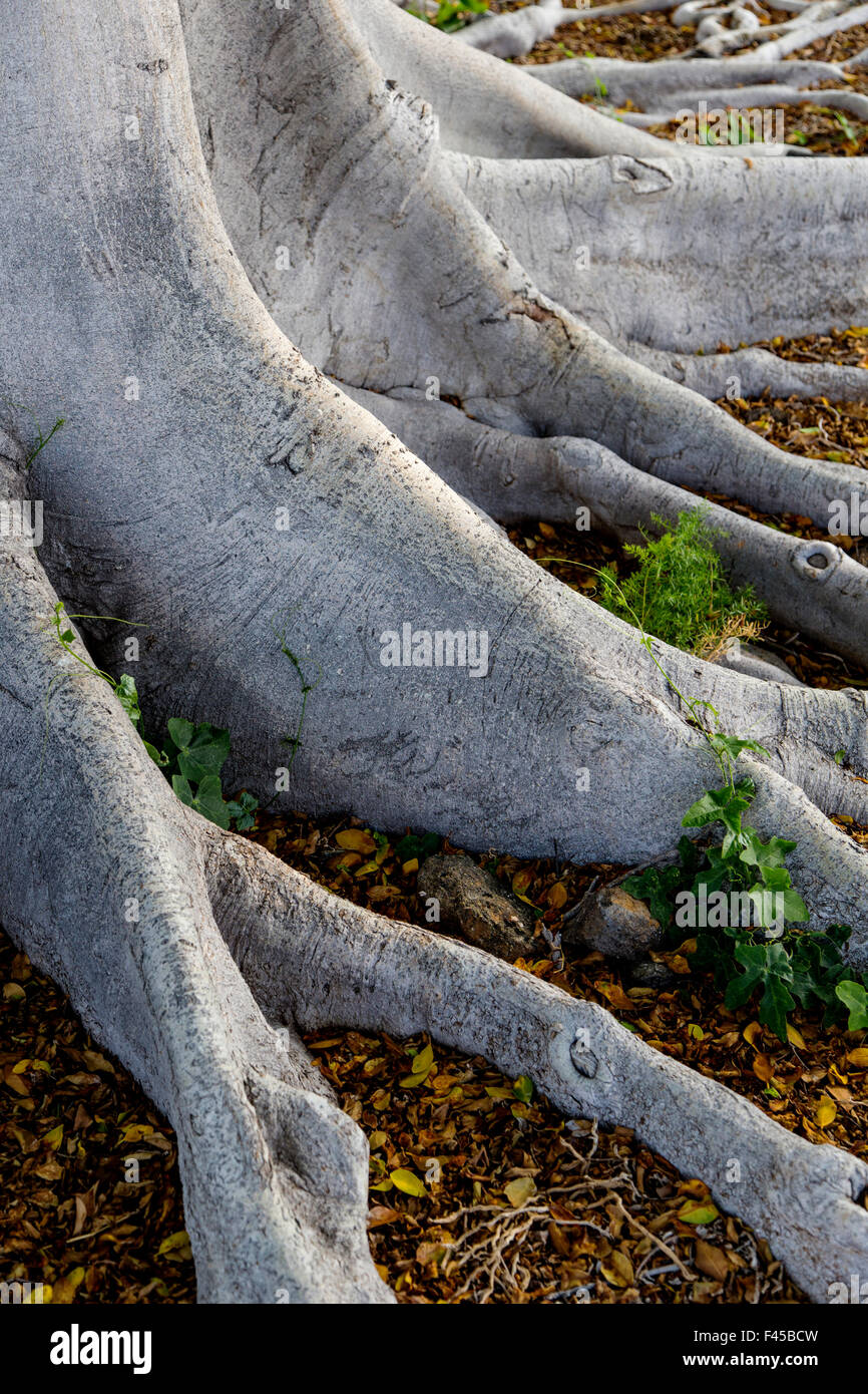 Arbre Banyan Ficus panaché ; R. Australis Variegata ; près de Hapuna Beach ; Kohala Coast ; Grande Île d'Hawai'i, Hawaii, USA Banque D'Images
