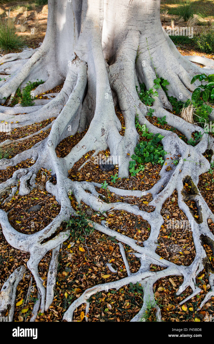 Arbre Banyan Ficus panaché ; R. Australis Variegata ; près de Hapuna Beach ; Kohala Coast ; Grande Île d'Hawai'i, Hawaii, USA Banque D'Images