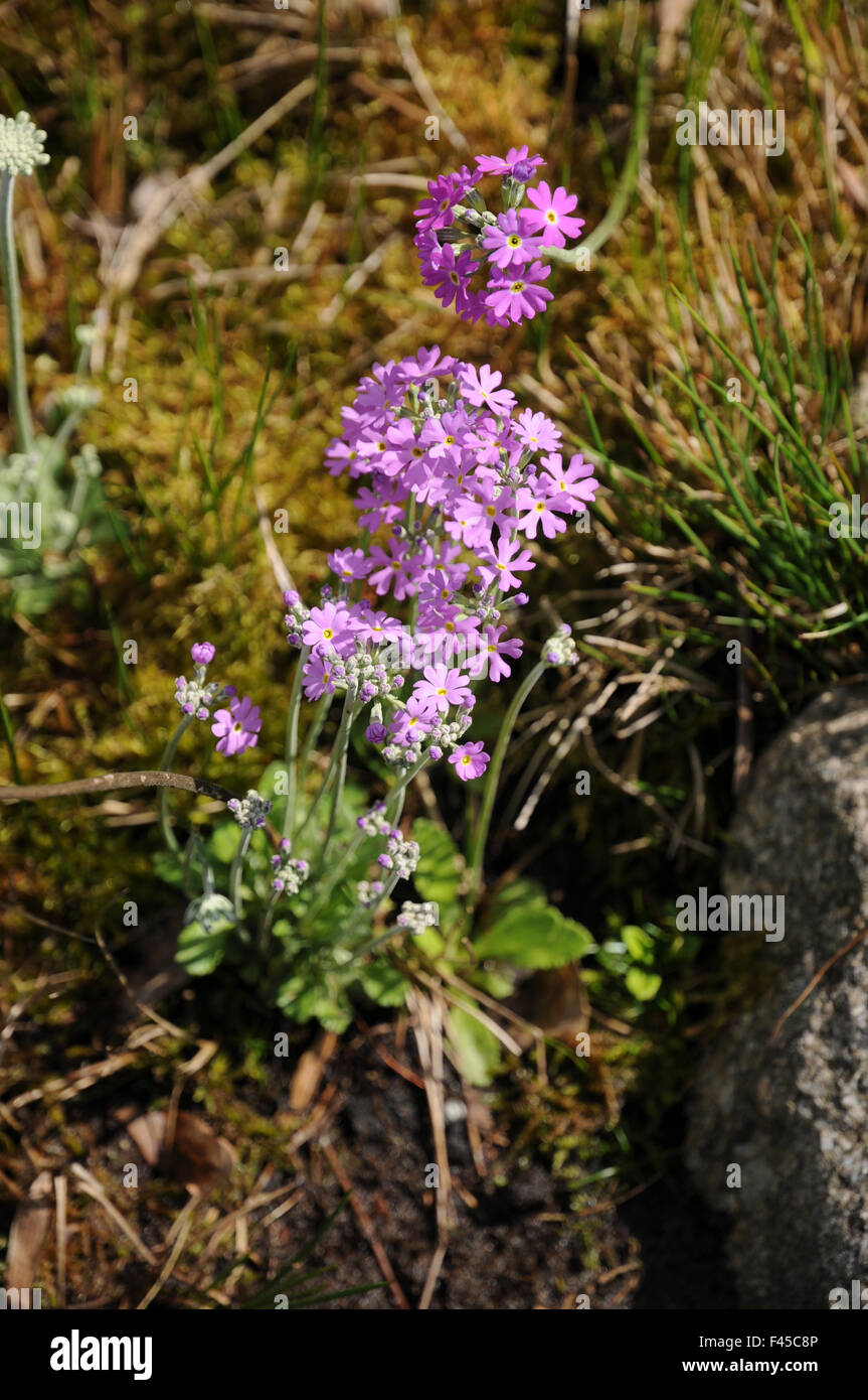 Birds Eye primrose Banque D'Images
