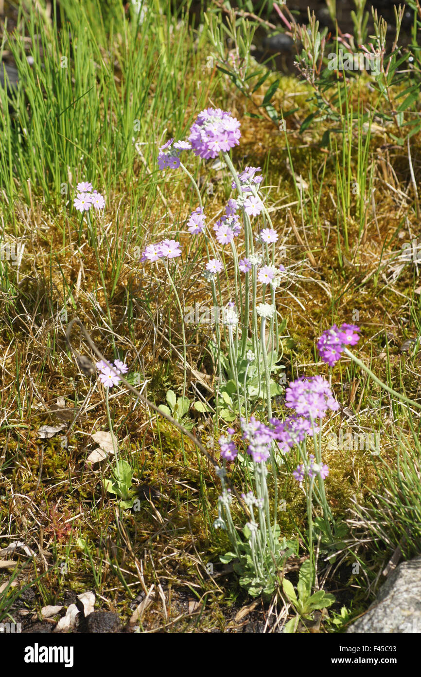 Birds Eye primrose Banque D'Images
