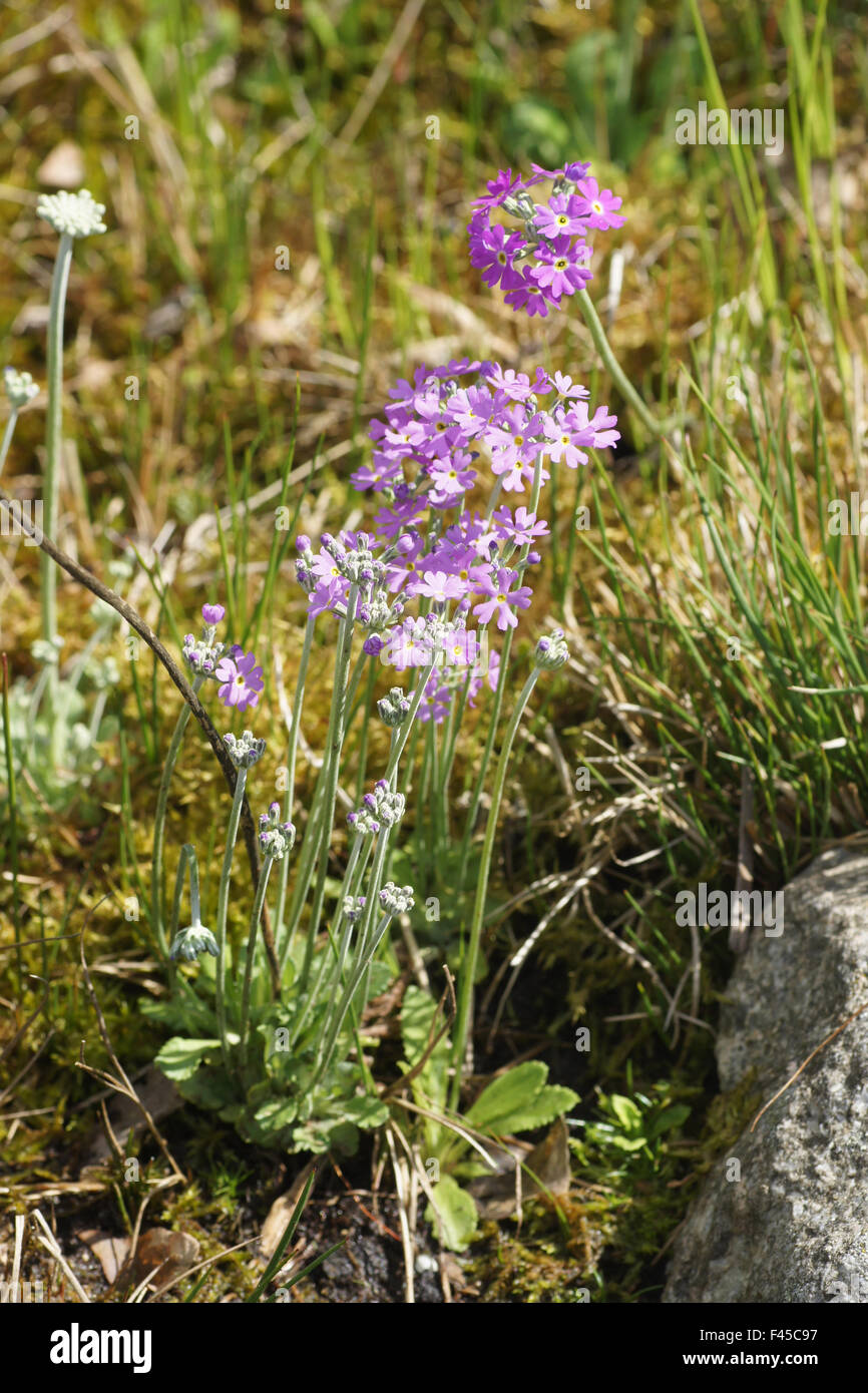 Birds Eye primrose Banque D'Images