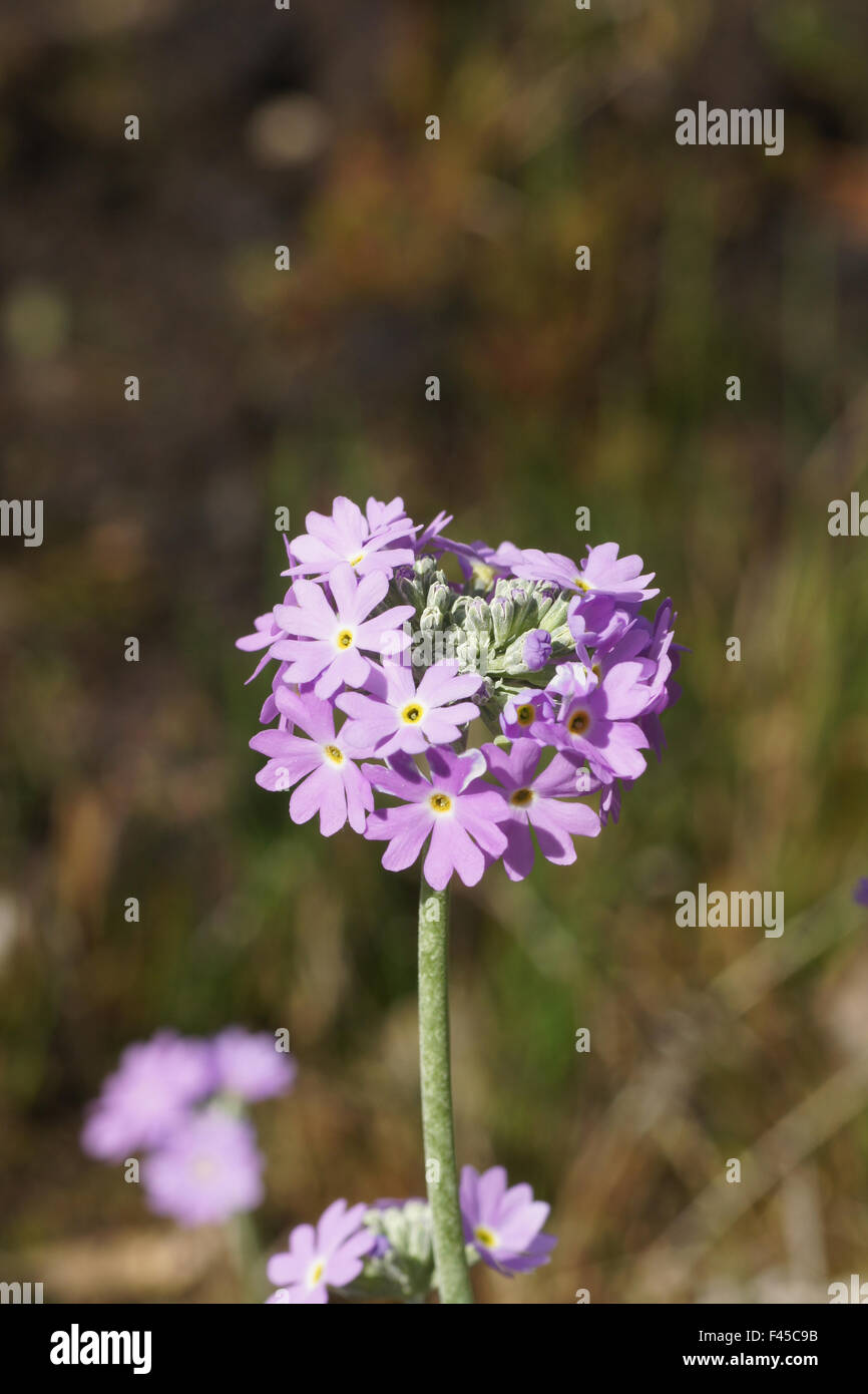 Birds Eye primrose Banque D'Images