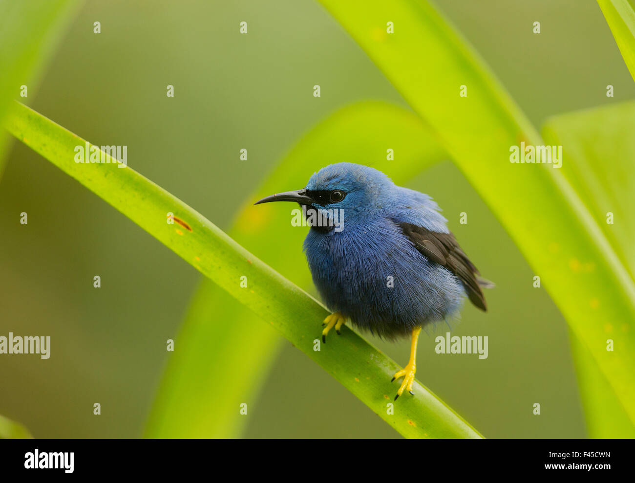 Shining honeycreeper (Cyanerpes lucidus) Costa Rica Banque D'Images