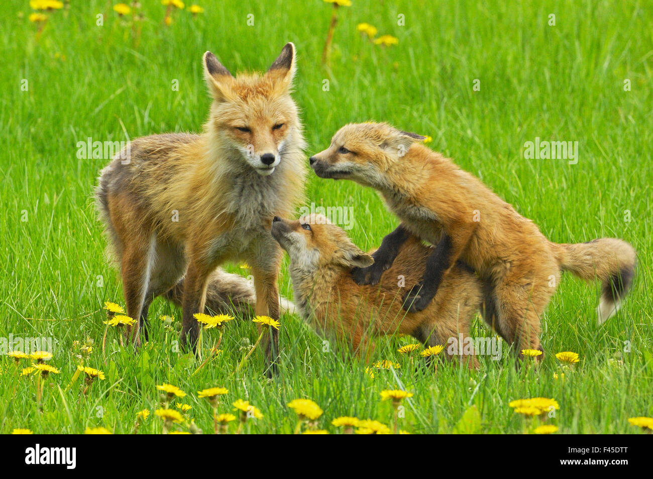 American red fox (Vulpes vulpes fulva) mère et deux oursons jouant, Grand Teton National Park, Wyoming, USA, mai. Banque D'Images