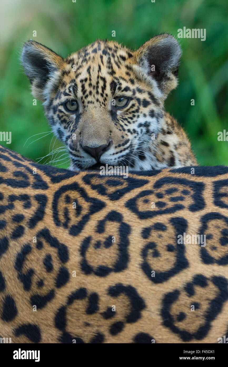 Jaguar (Panthera onca) cub à plus de sa mère est de retour, captive, est présent dans le sud et l'Amérique centrale. Banque D'Images
