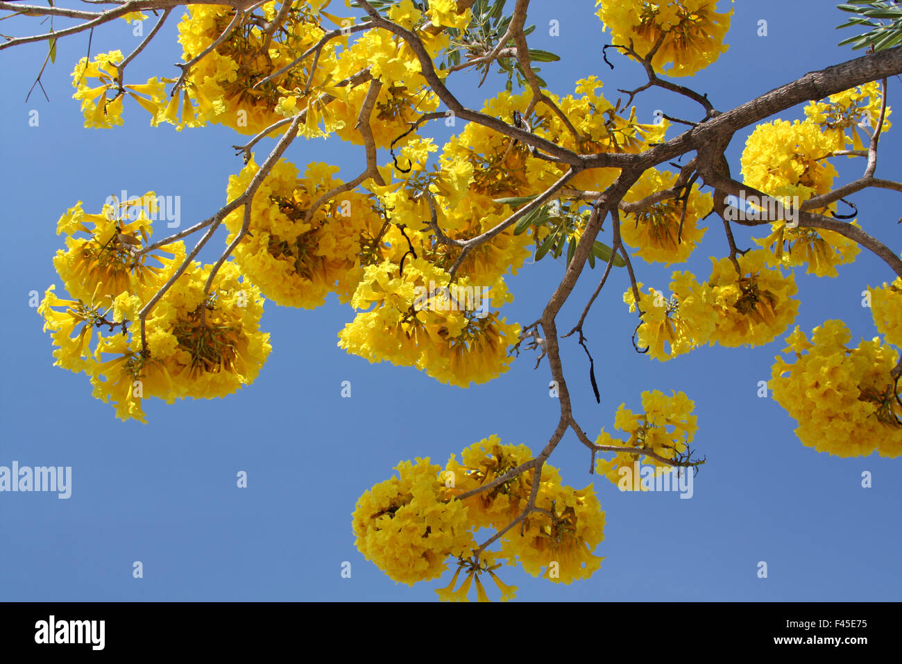 Fleurs exotiques jaune sur un arbre Banque D'Images