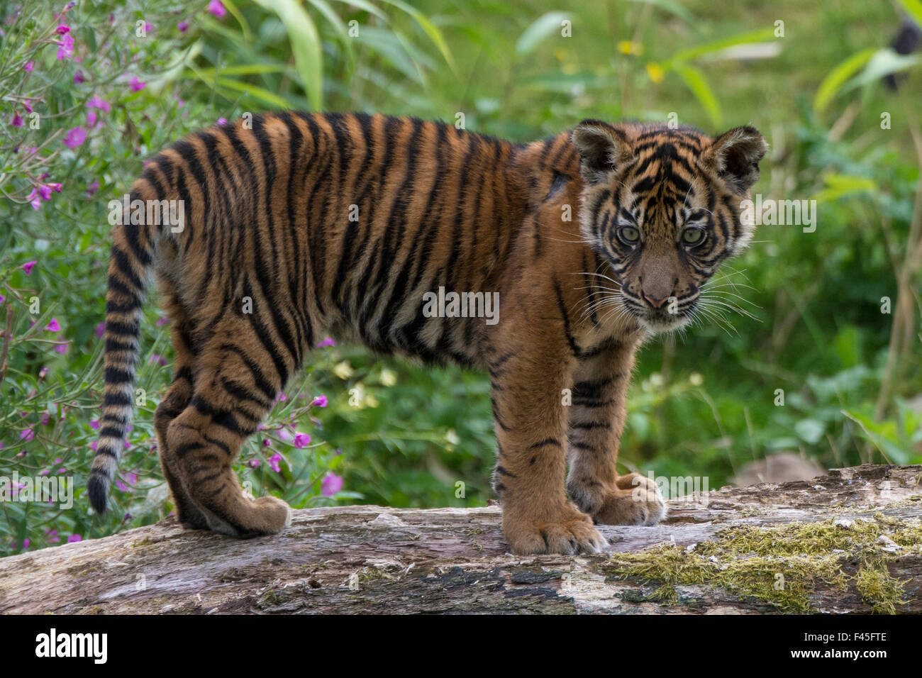 Jeune tigre de Sumatra (Panthera tigris sumatrae), âgée de quatre mois, captive, se produit à Sumatra, Indonésie Banque D'Images