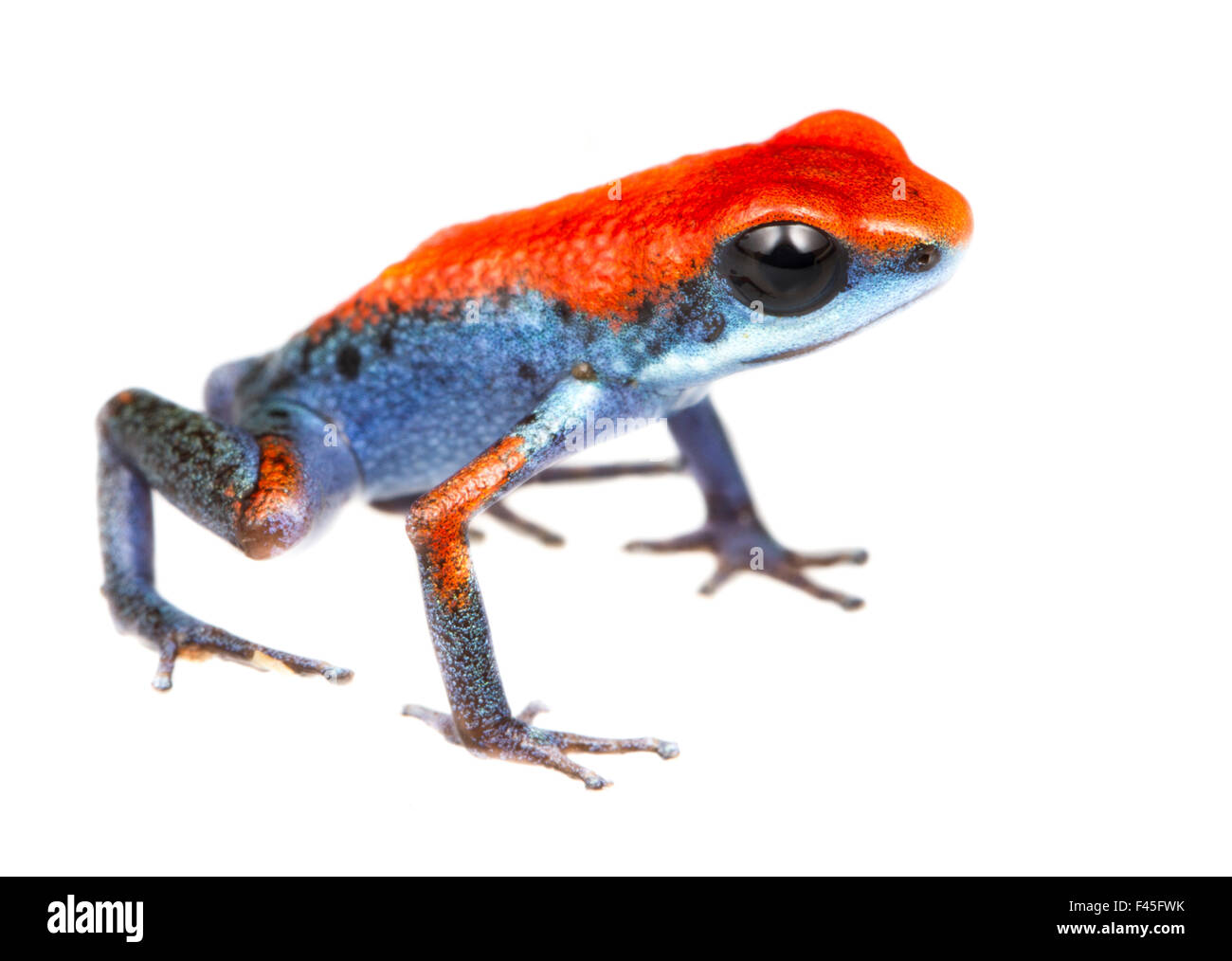 Strawberry Poison Frog (Oophaga pumilio) Escudo de Veraguas, Panama. Projet d'Meetyourneighbors.net Banque D'Images