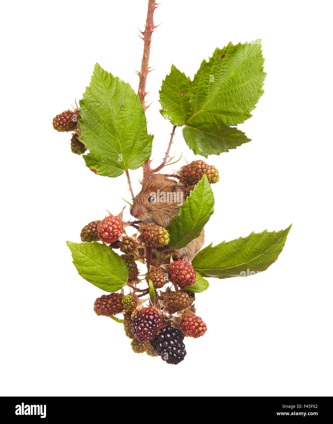 Campagnol roussâtre (Clethrionomys glareolus) se nourrissant sur les framboises, Worcestershire, Angleterre, Royaume-Uni, août. Projet d'Meetyourneighbors.net Banque D'Images
