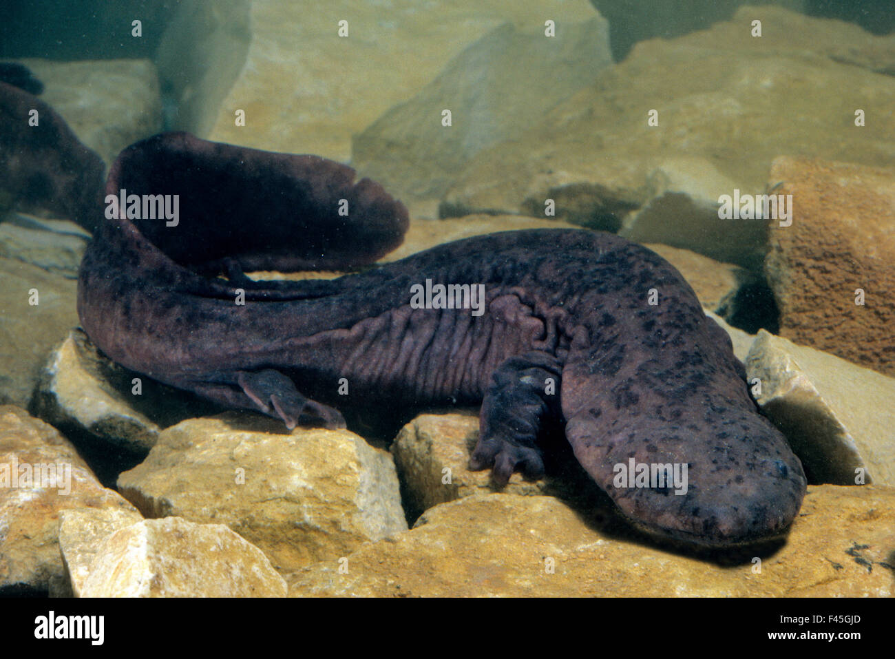 La Salamandre géante de Chine (Andrias davidianus) Chine, captive. Critique d'extinction. Banque D'Images