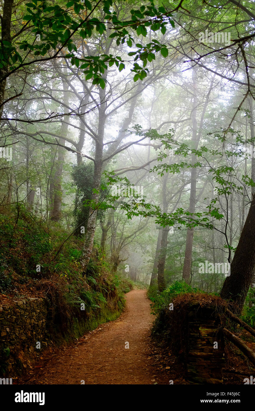 Les bois à l'extérieur de Portomarin sur le Chemin de Saint-Jacques (Camino de Santiago), Galice, Espagne Banque D'Images