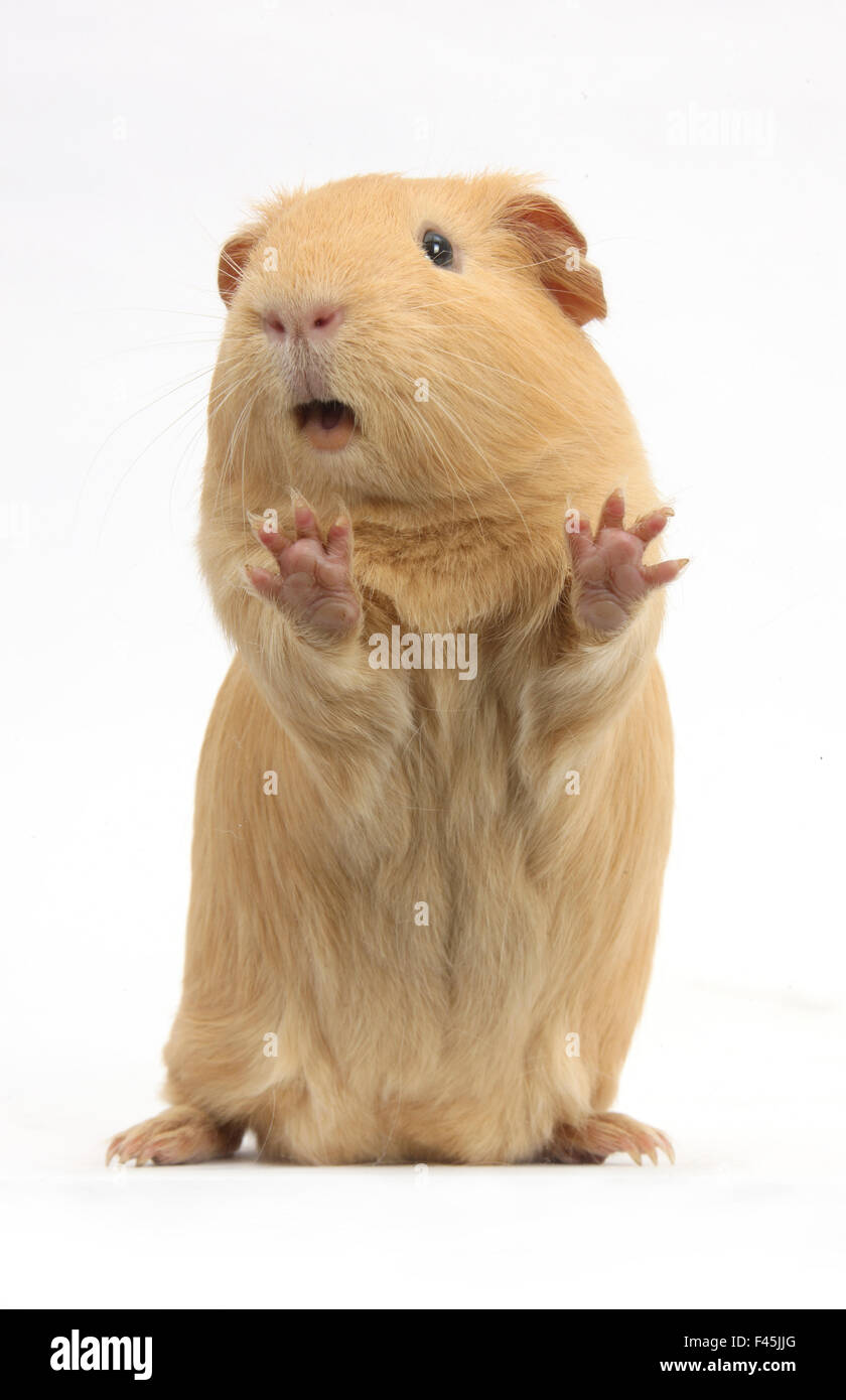 Cochon jaune debout et grincements, against white background Banque D'Images