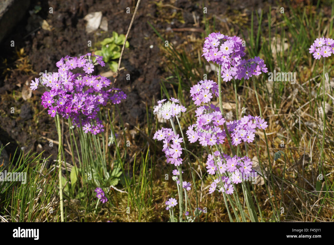 Birds Eye primrose Banque D'Images