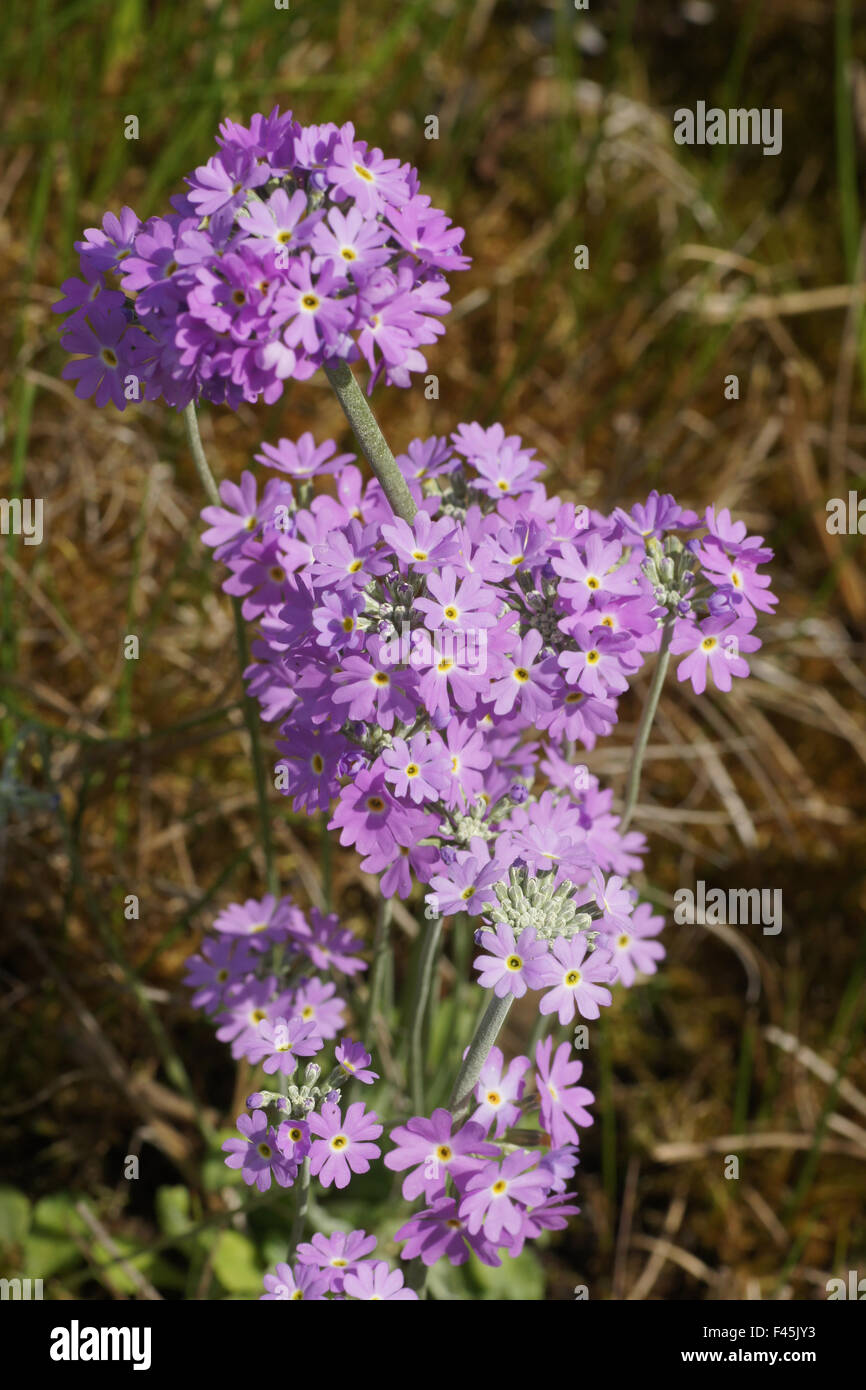 Birds Eye primrose Banque D'Images