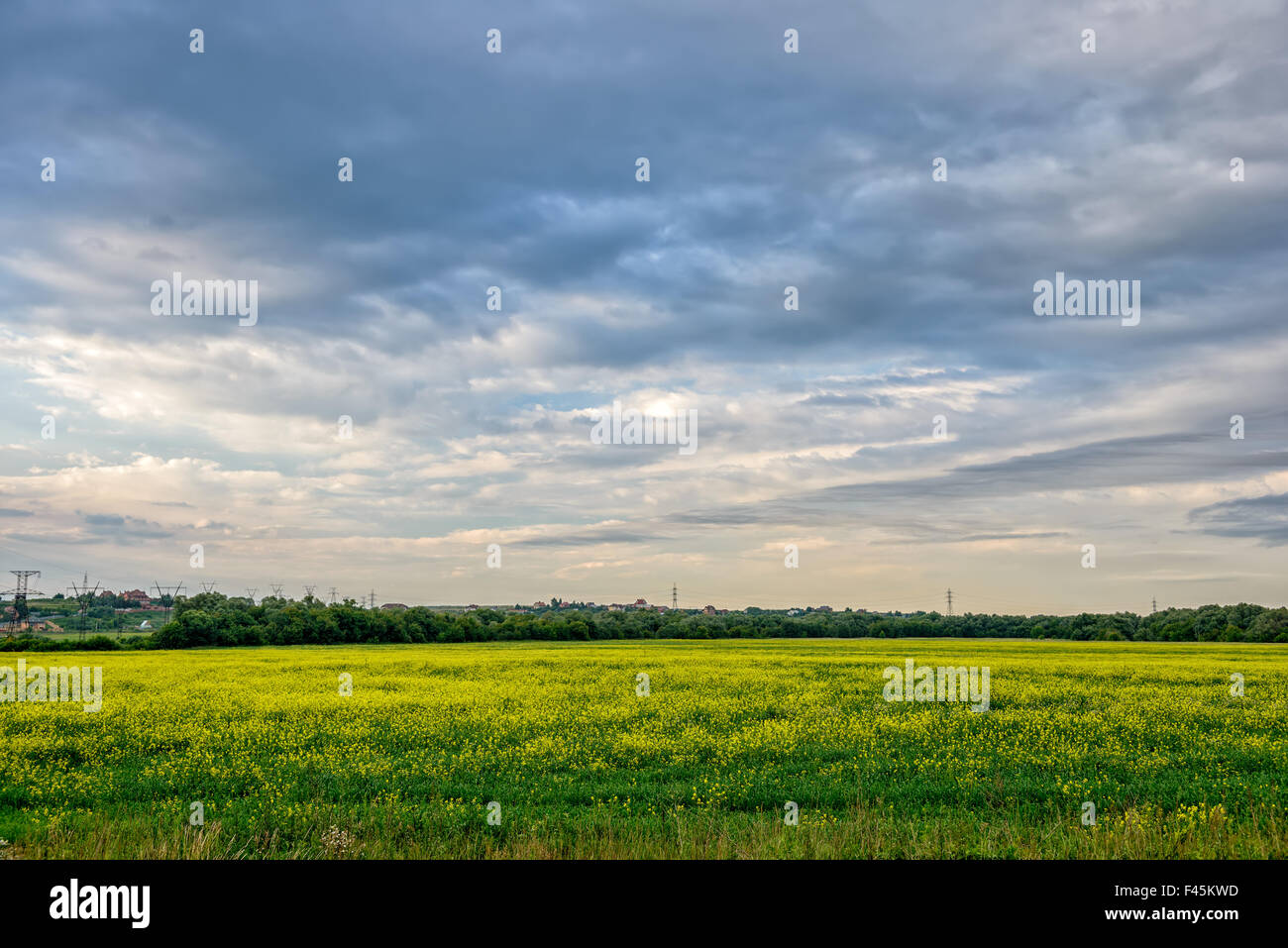 Prairie avec des fleurs jaune et ciel nuageux Banque D'Images