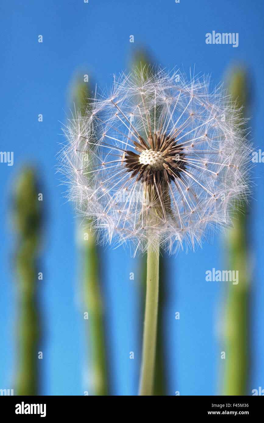 Fruits Dandalion en face de l'asperge verte Banque D'Images