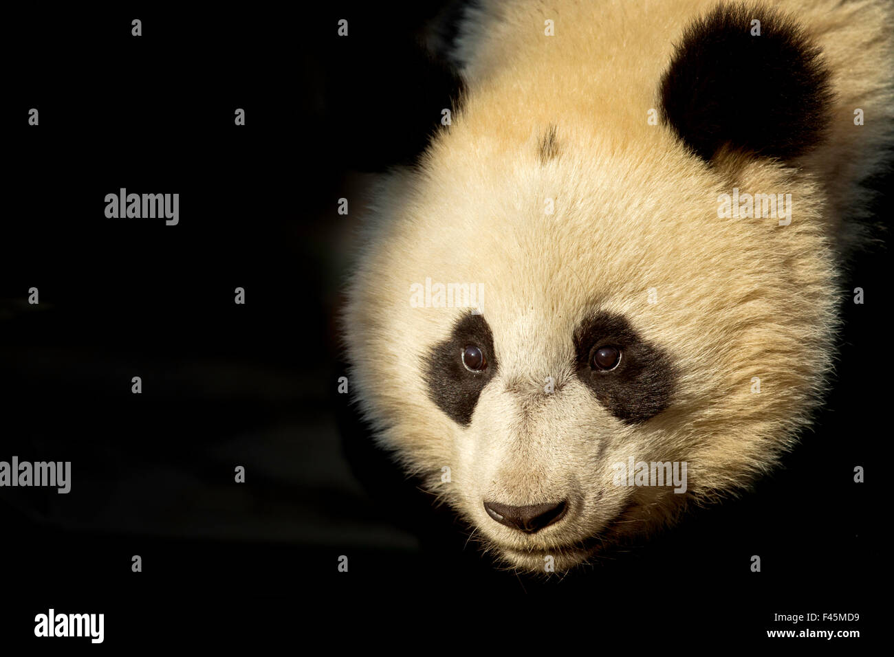 Panda géant (Ailuropoda melanoleuca) sous des profils dans la lumière de l'atmosphère. Bifengxia, Chine. En captivité. Petit Banque D'Images