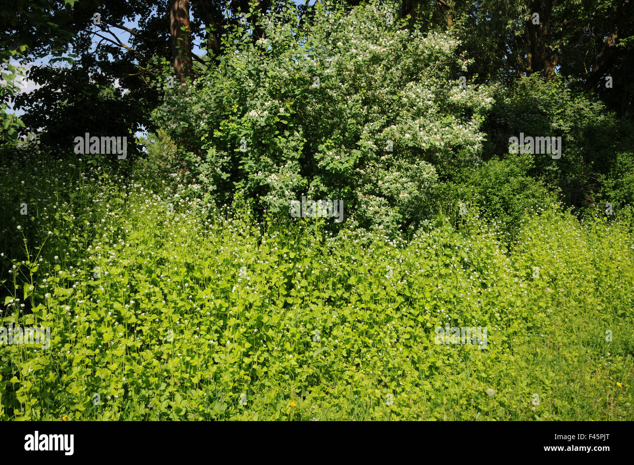 Ail de la haie Banque D'Images