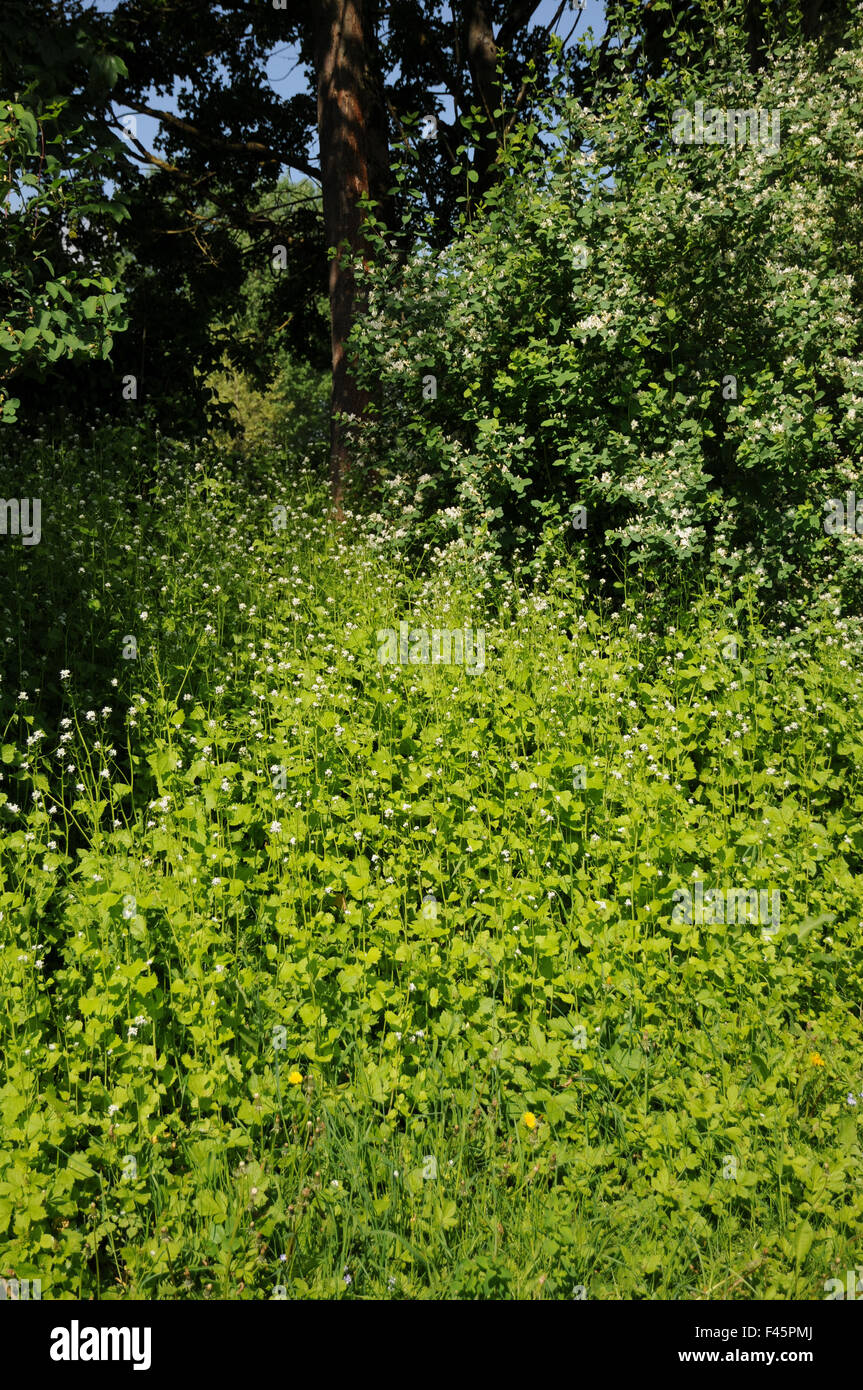 Ail de la haie Banque D'Images