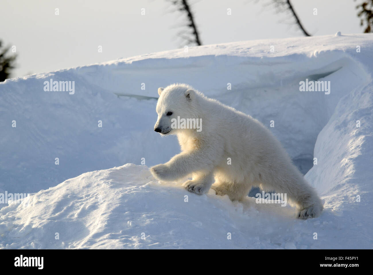 Polar Bear cub 3 mois (Ursus maritimus) jouant dans l'avant du jour den en mars. Le parc national Wapusk. Churchill, Manitoba, Canada Banque D'Images Polar Bear cub 3 mois (Ursus maritimus) jouant dans l'avant du jour den en mars. Le parc national Wapusk. Churchill, Manitoba, Canada Banque D'Images