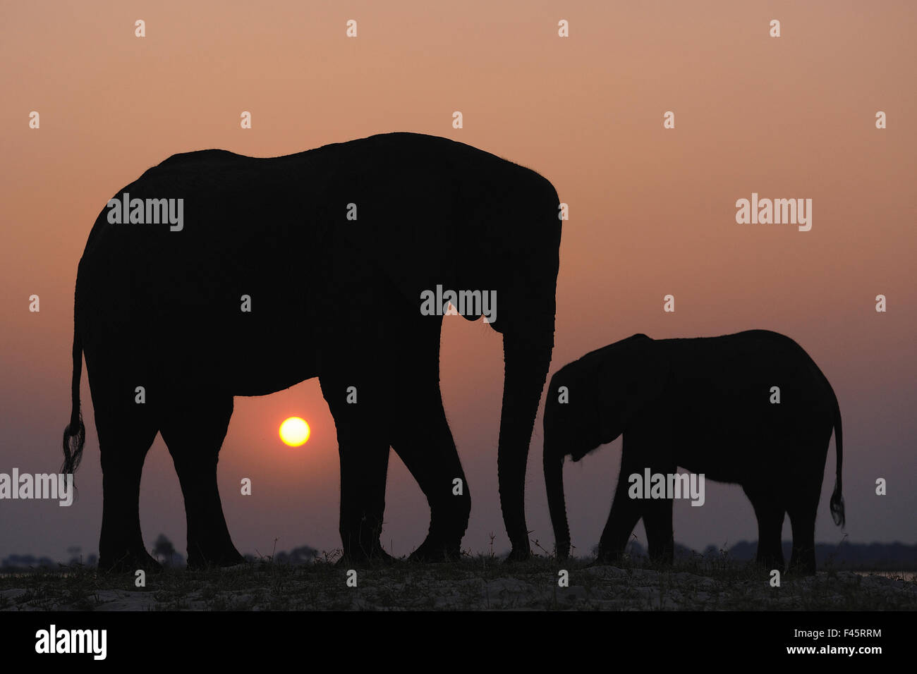 L'éléphant africain (Loxodonta africana) silhouette juvénile et adulte, rivière Chobe, au Botswana, en août, les espèces vulnérables. Banque D'Images