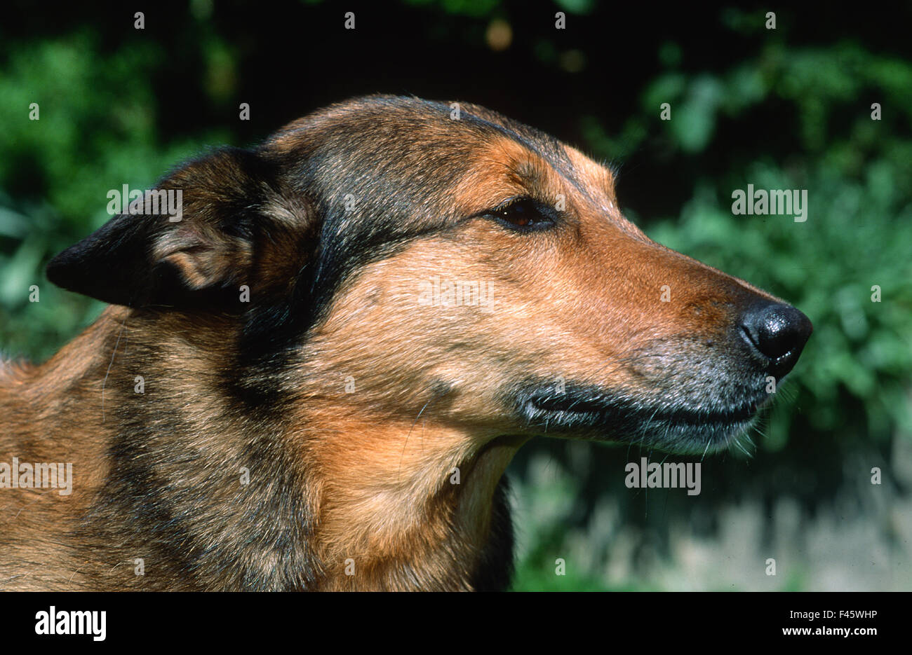 hybride de chien Banque D'Images